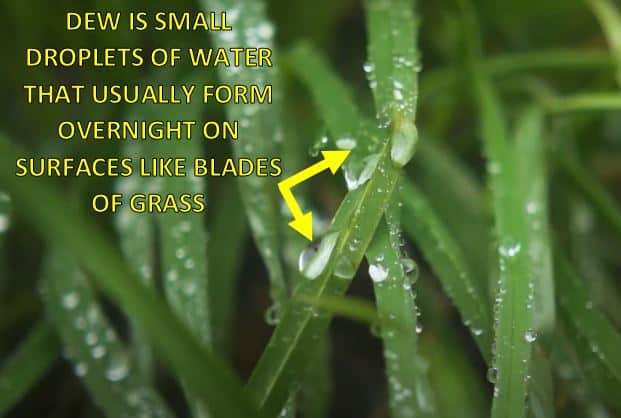 diagram showing dew on blades of grass